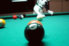 Dog Playing Pool