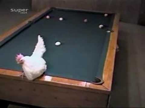 Chicken Billiards